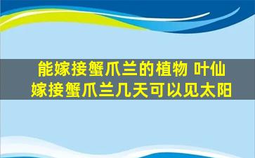 能嫁接蟹爪兰的植物 叶仙嫁接蟹爪兰几天可以见太阳